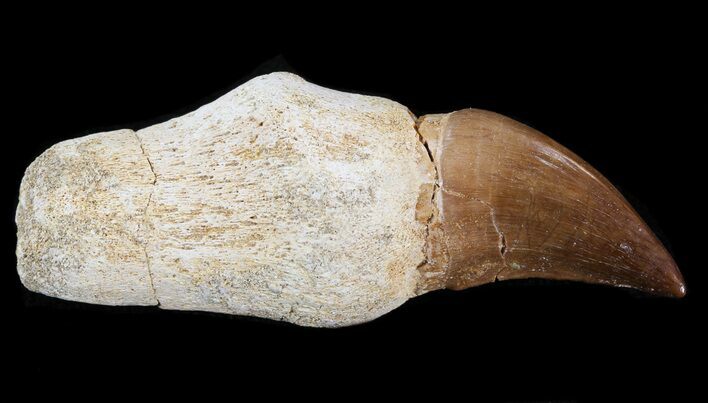 Rooted Mosasaur (Eremiasaurus) Tooth #43192